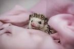 African Pygmy Hedgehog