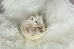 African Pygmy Hedgehog