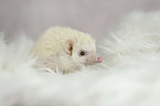 African Pygmy Hedgehog