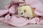 African Pygmy Hedgehog