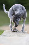 African Pygmy Hedgehog with Standard Poodle