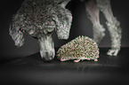 African Pygmy Hedgehog with Standard Poodle