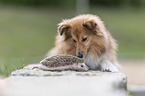 African Pygmy Hedgehog with Sheltie