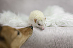 African Pygmy Hedgehog with Sheltie