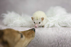 African Pygmy Hedgehog with Sheltie