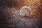 African Pygmy Hedgehog