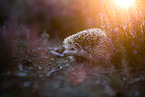 African Pygmy Hedgehog