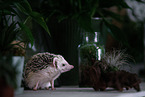 African Pygmy Hedgehog