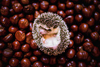 African Pygmy Hedgehog