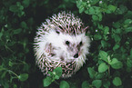 African Pygmy Hedgehog