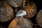 African Pygmy Hedgehog