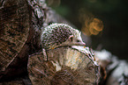 African Pygmy Hedgehog