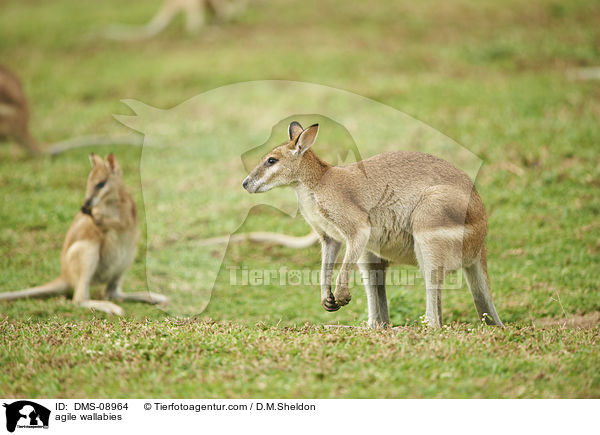 agile wallabies / DMS-08964
