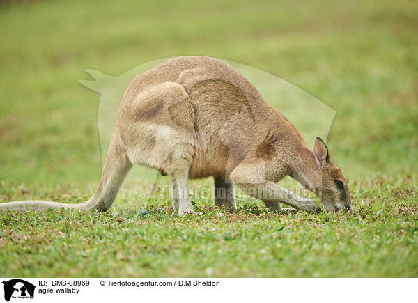 agile wallaby / DMS-08969