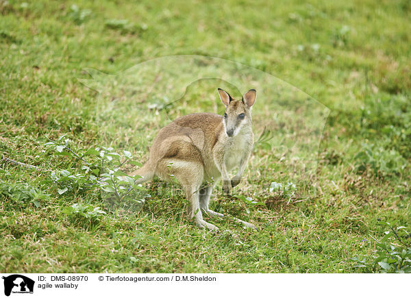 Flinkwallaby / agile wallaby / DMS-08970