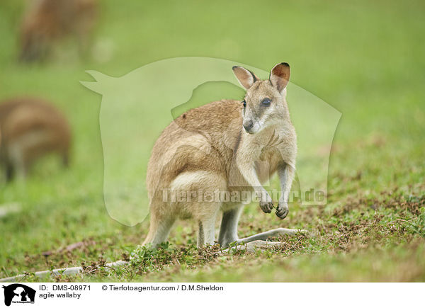 Flinkwallaby / agile wallaby / DMS-08971