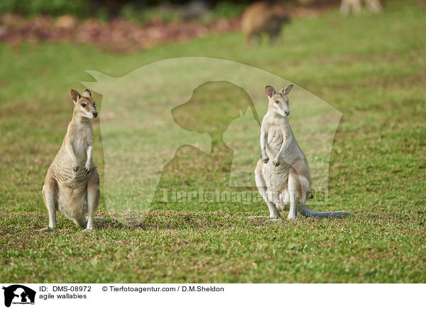 agile wallabies / DMS-08972