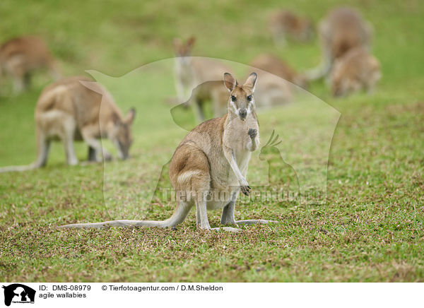 agile wallabies / DMS-08979