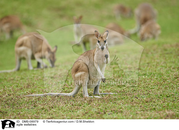 Flinkwallabys / agile wallabies / DMS-08979