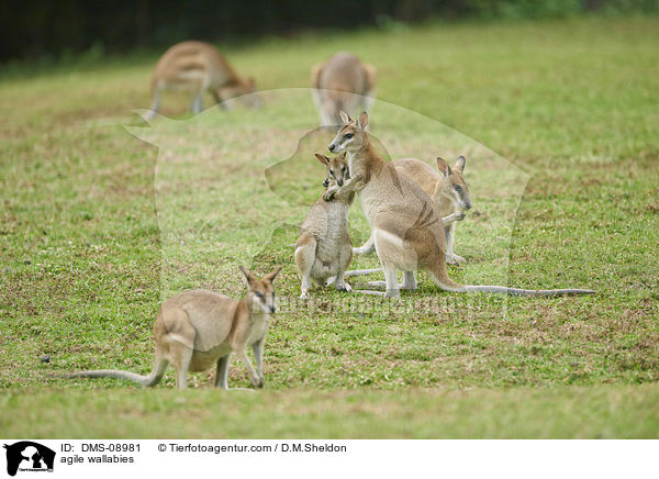 agile wallabies / DMS-08981