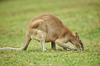 agile wallaby