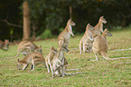 agile wallabies