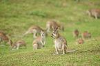 agile wallabies