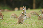 agile wallabies