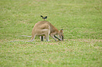 agile wallaby