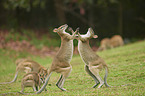 agile wallabies