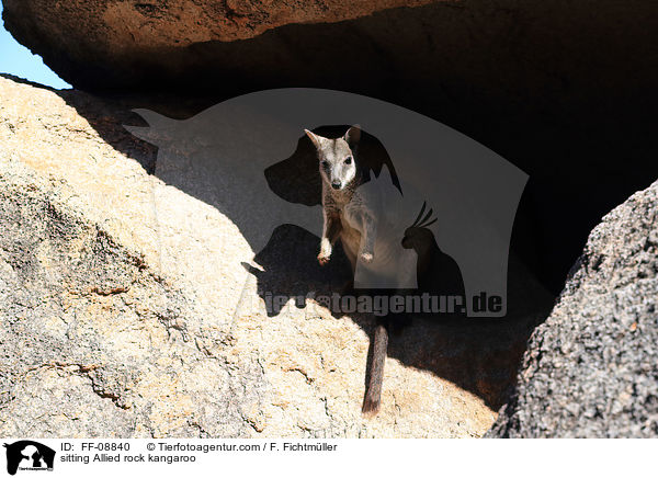 sitting Allied rock kangaroo / FF-08840