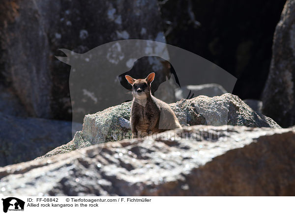 Allied rock kangaroo in the rock / FF-08842