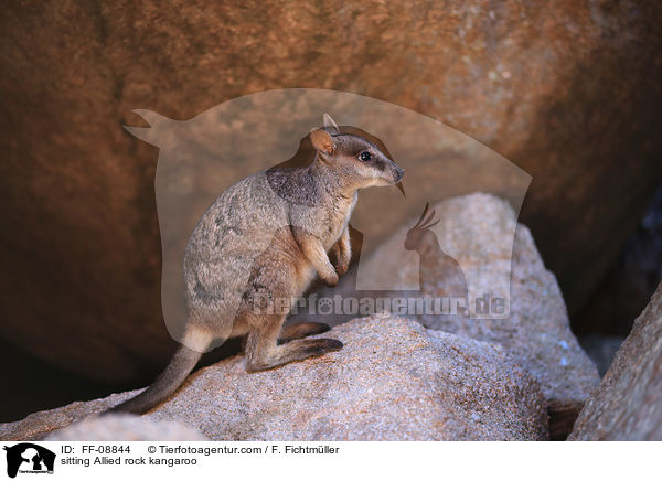 sitting Allied rock kangaroo / FF-08844