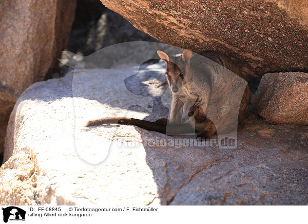sitting Allied rock kangaroo / FF-08845