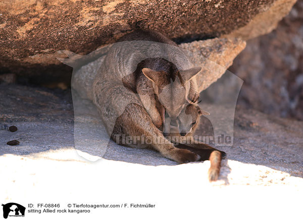 sitting Allied rock kangaroo / FF-08846