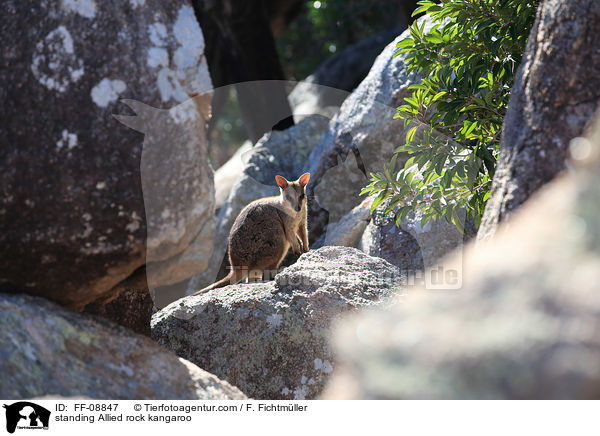 standing Allied rock kangaroo / FF-08847