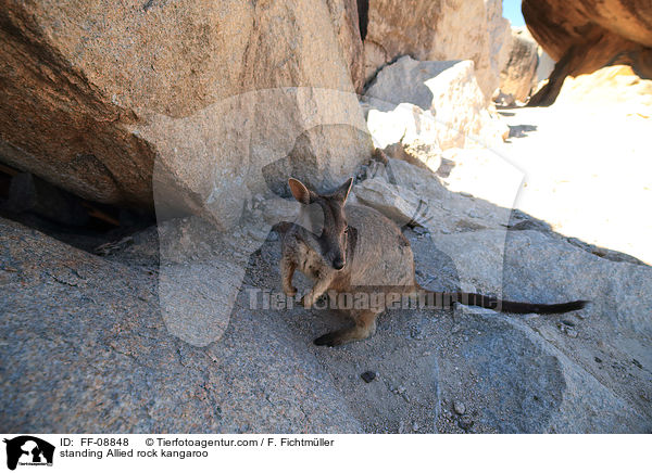standing Allied rock kangaroo / FF-08848