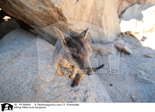 sitting Allied rock kangaroo / FF-08849