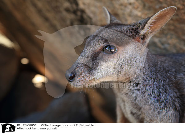 Variables Felsknguru Portrait / Allied rock kangaroo portrait / FF-08851