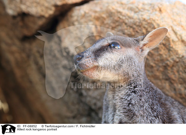 Allied rock kangaroo portrait / FF-08852
