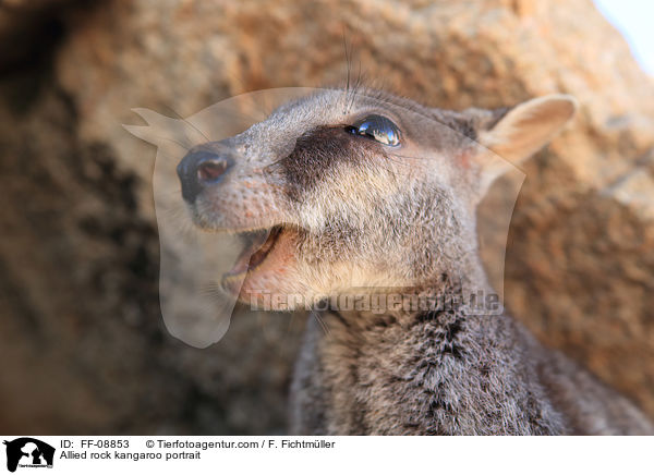 Variables Felsknguru Portrait / Allied rock kangaroo portrait / FF-08853