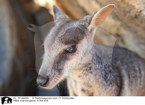 Allied rock kangaroo in the rock / FF-08855