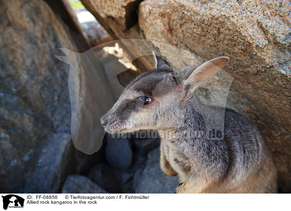 Variables Felsknguru im Felsen / Allied rock kangaroo in the rock / FF-08856