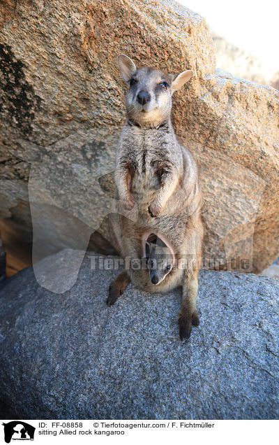sitting Allied rock kangaroo / FF-08858
