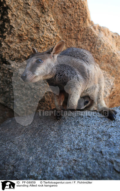 standing Allied rock kangaroo / FF-08859