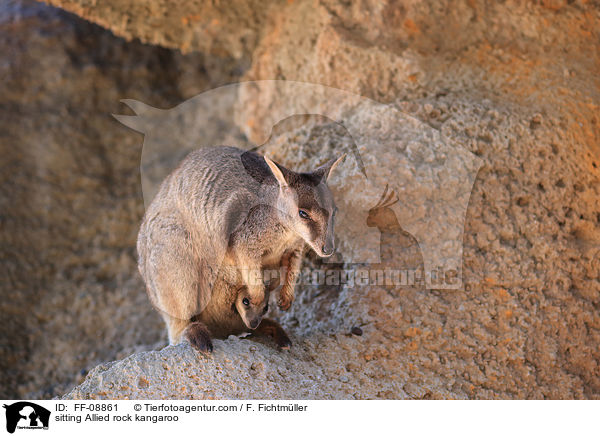 sitting Allied rock kangaroo / FF-08861