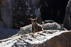 Allied rock kangaroo in the rock