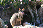 sitting Allied rock kangaroo