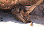 sitting Allied rock kangaroo