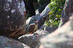 standing Allied rock kangaroo